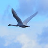 氷見に白鳥　③