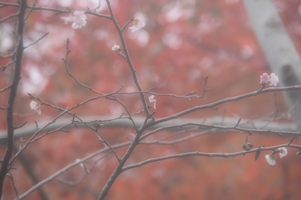 冬桜　②