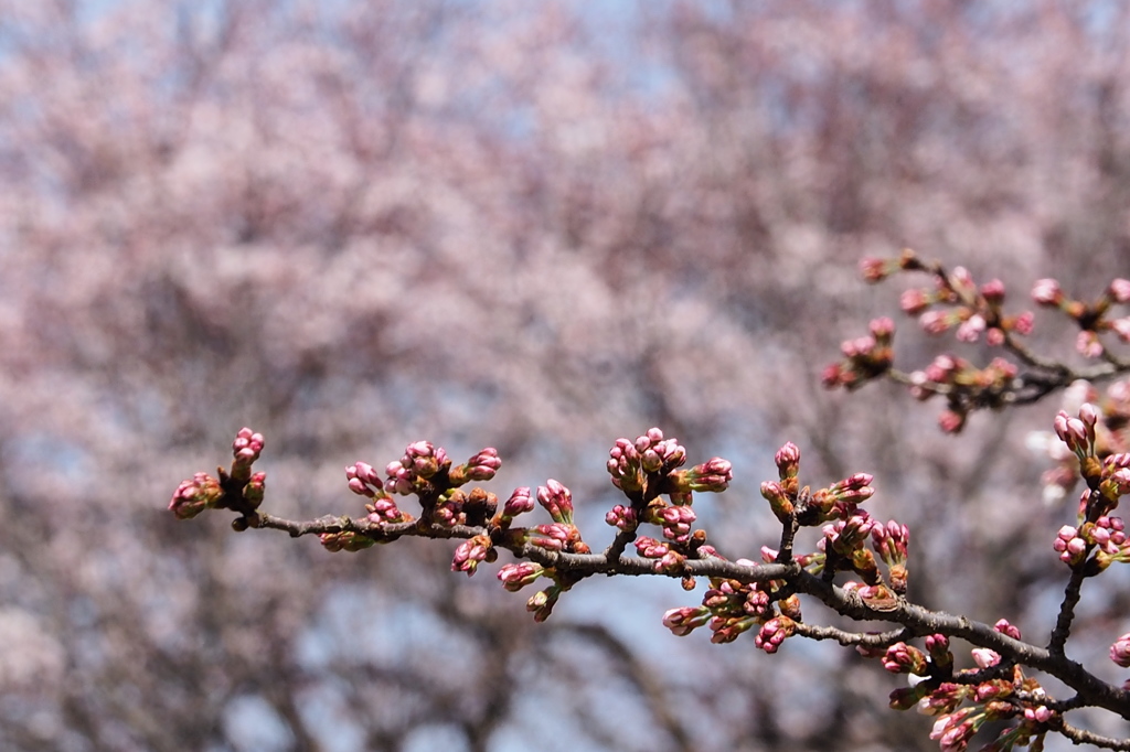 高岡古城公園の桜　③