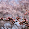 高岡古城公園の桜　③