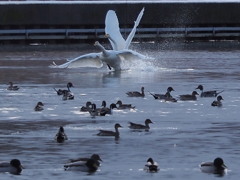 氷見に白鳥　①