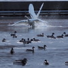 氷見に白鳥　①