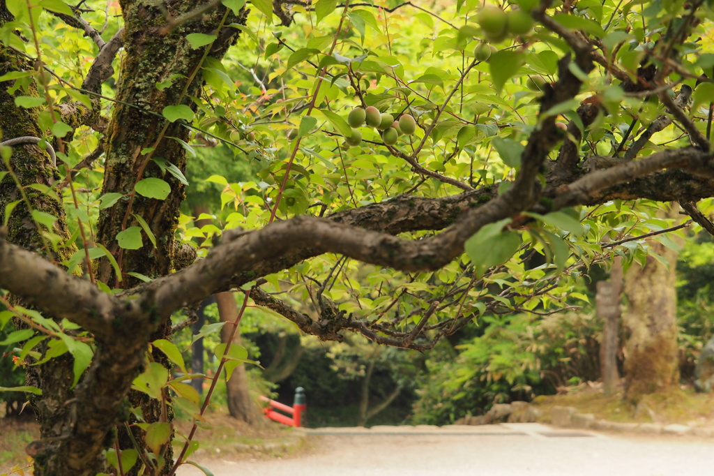 高岡古城公園　①