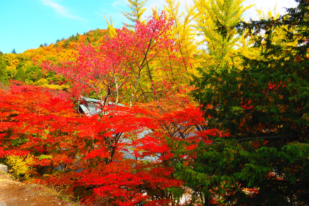 大町霊松寺紅葉　①