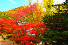 大町霊松寺紅葉　①