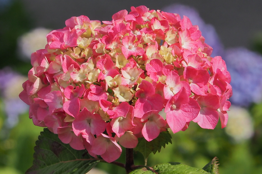 紫陽花　①