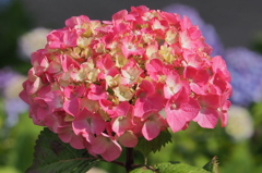 紫陽花　①
