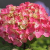 紫陽花　①