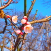 梅が咲いた