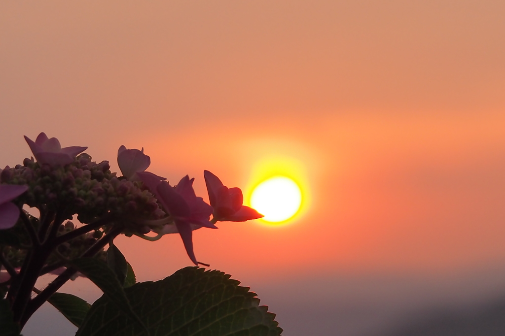 紫陽花と夕陽　②
