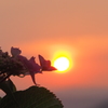 紫陽花と夕陽　②