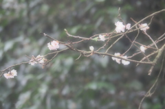 冬桜　①