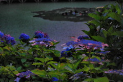夕焼け紫陽花
