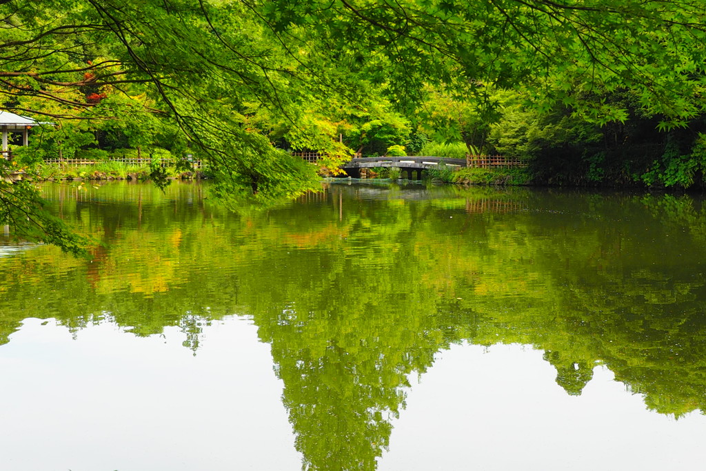 高岡古城公園の小さな秋