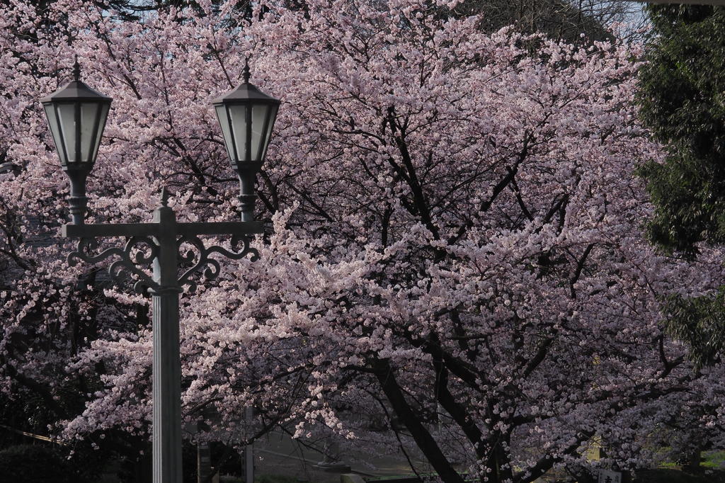 高岡古城公園満開の桜　①