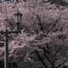 高岡古城公園満開の桜　①