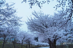 氷見の桜三様　①