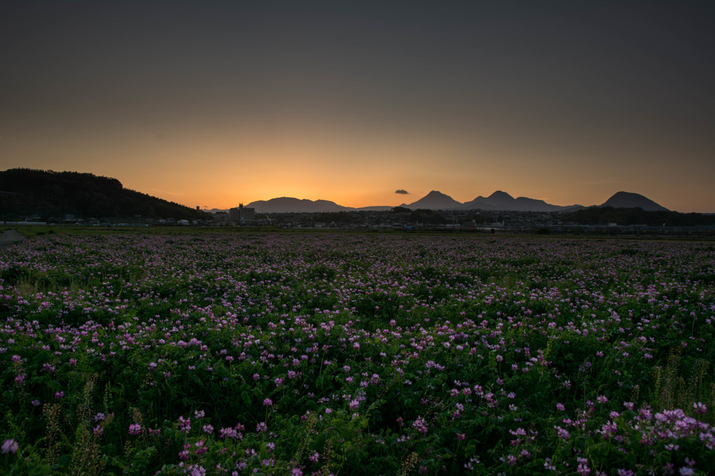 蓮華と夕焼け2