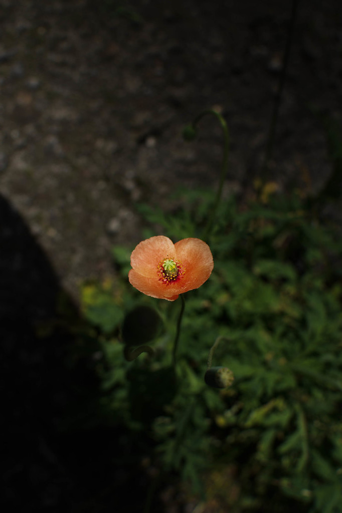 歩道の花