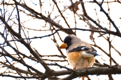 野鳥