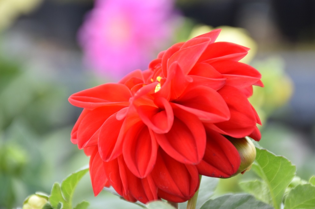 flower-3