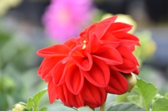 flower-3