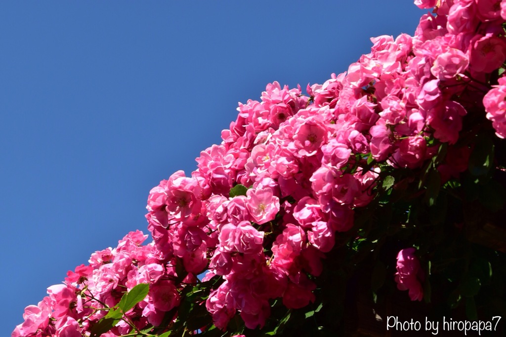 Rose line