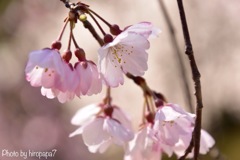開花