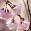 開花