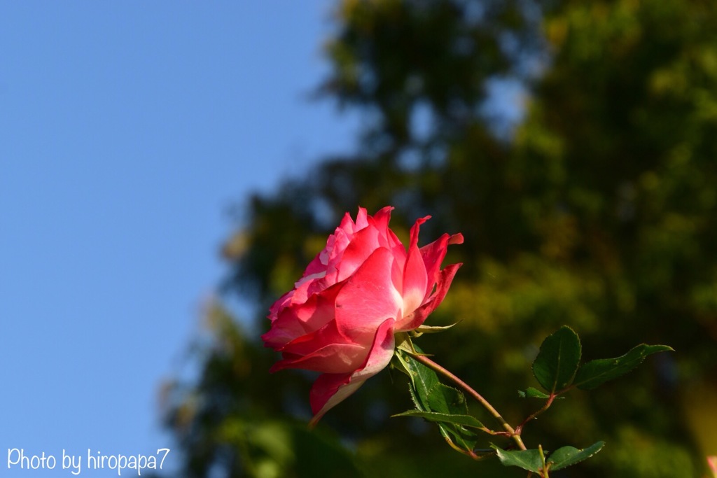秋空に赤い薔薇