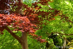 紅と緑