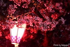 夜桜