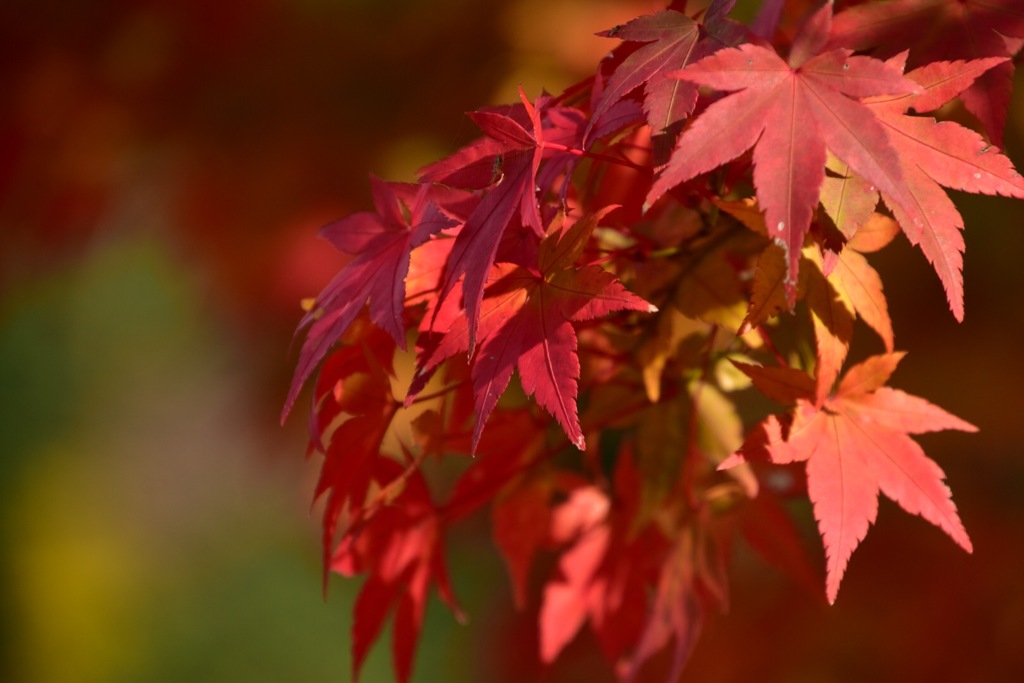 紅葉②
