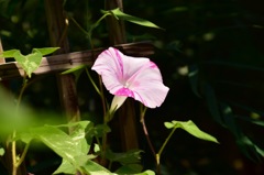 beautiful flower①