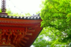 朱と緑