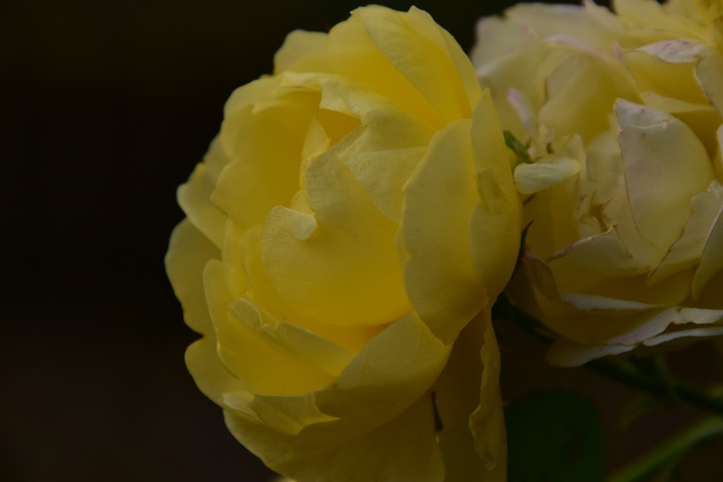 Flower②
