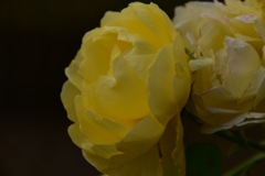 Flower②