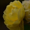 Flower②