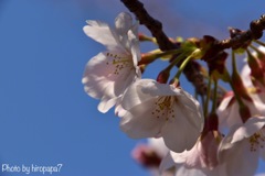 春の日差し
