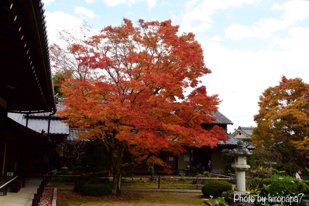 紅葉真っ只中