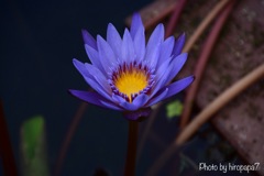 Beautiful shining