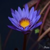 Beautiful shining