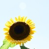 ひまわり
