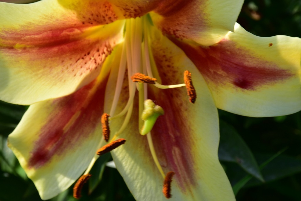 Lily garden ⑥