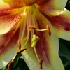 Lily garden ⑥