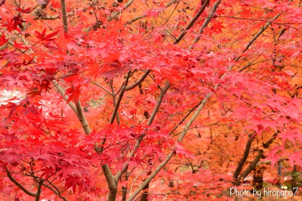 紅く染まる