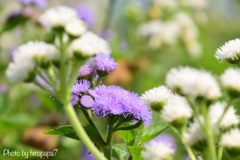 beautiful flower