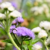 beautiful flower
