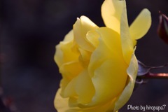 Yellow flowers