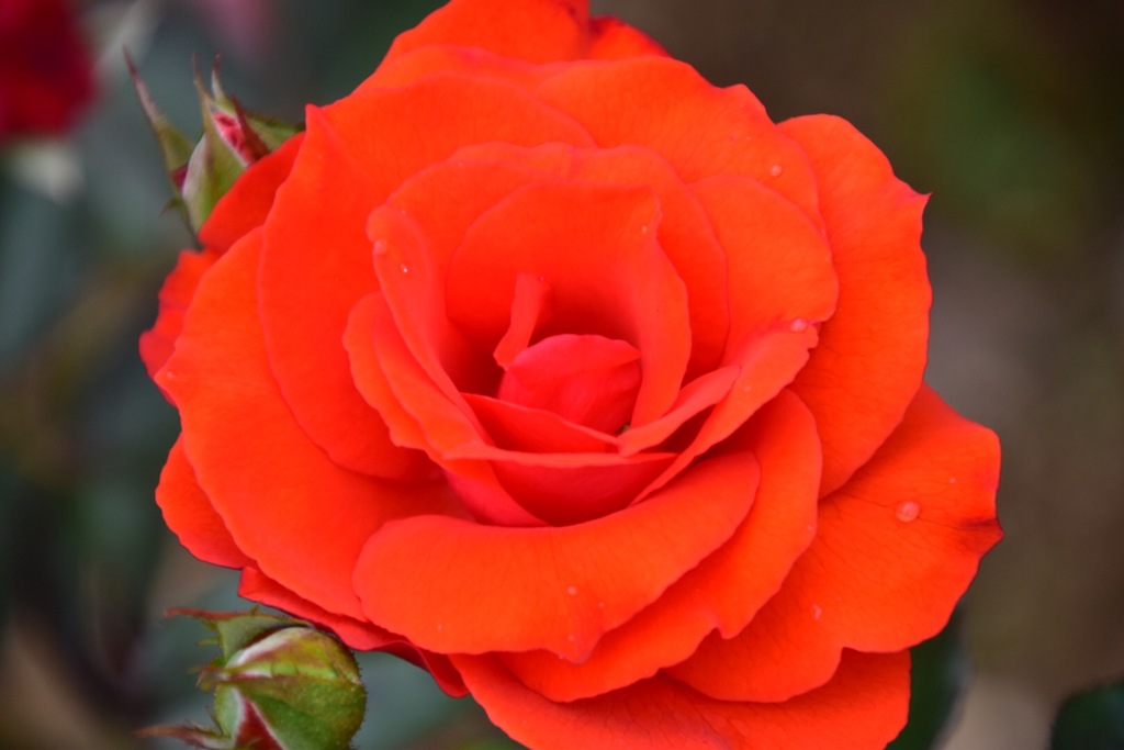 Beautiful roses No1